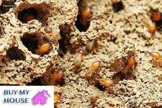 termite damage repair and house resale